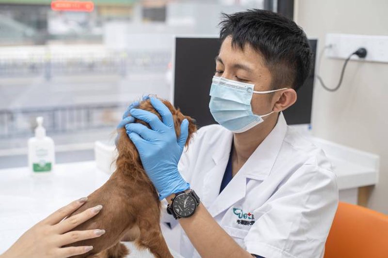 宠物皮肤病治疗
